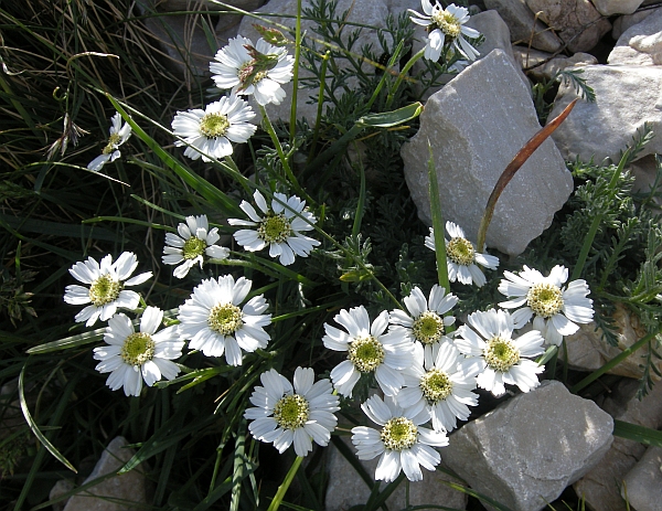 Achillea barrelieri